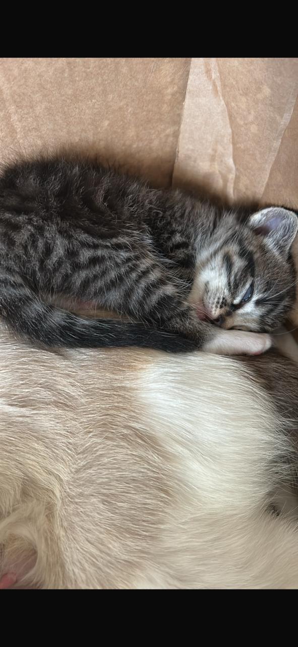 Mooie kittens 🐈‍⬛ 🐾