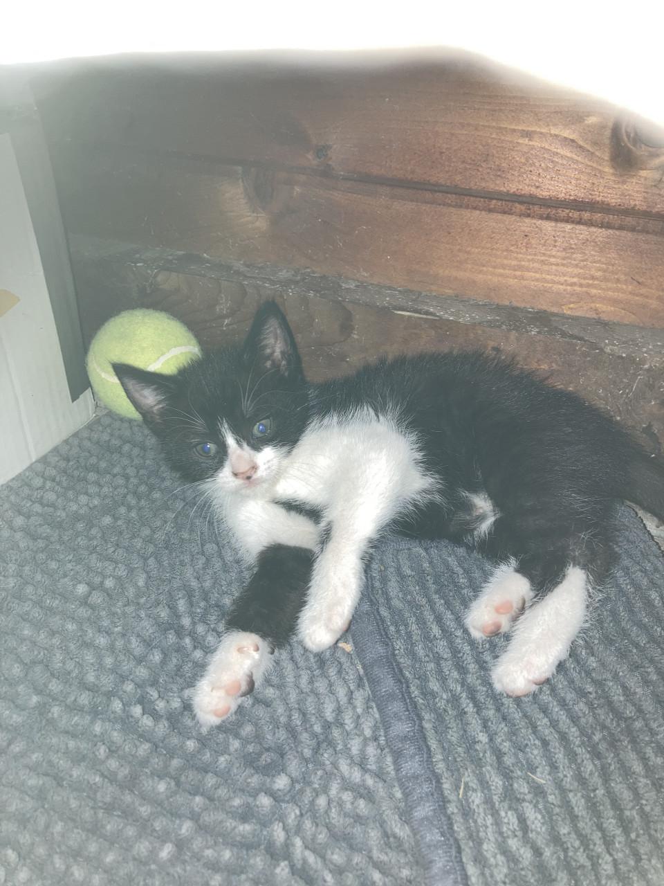 Kittens