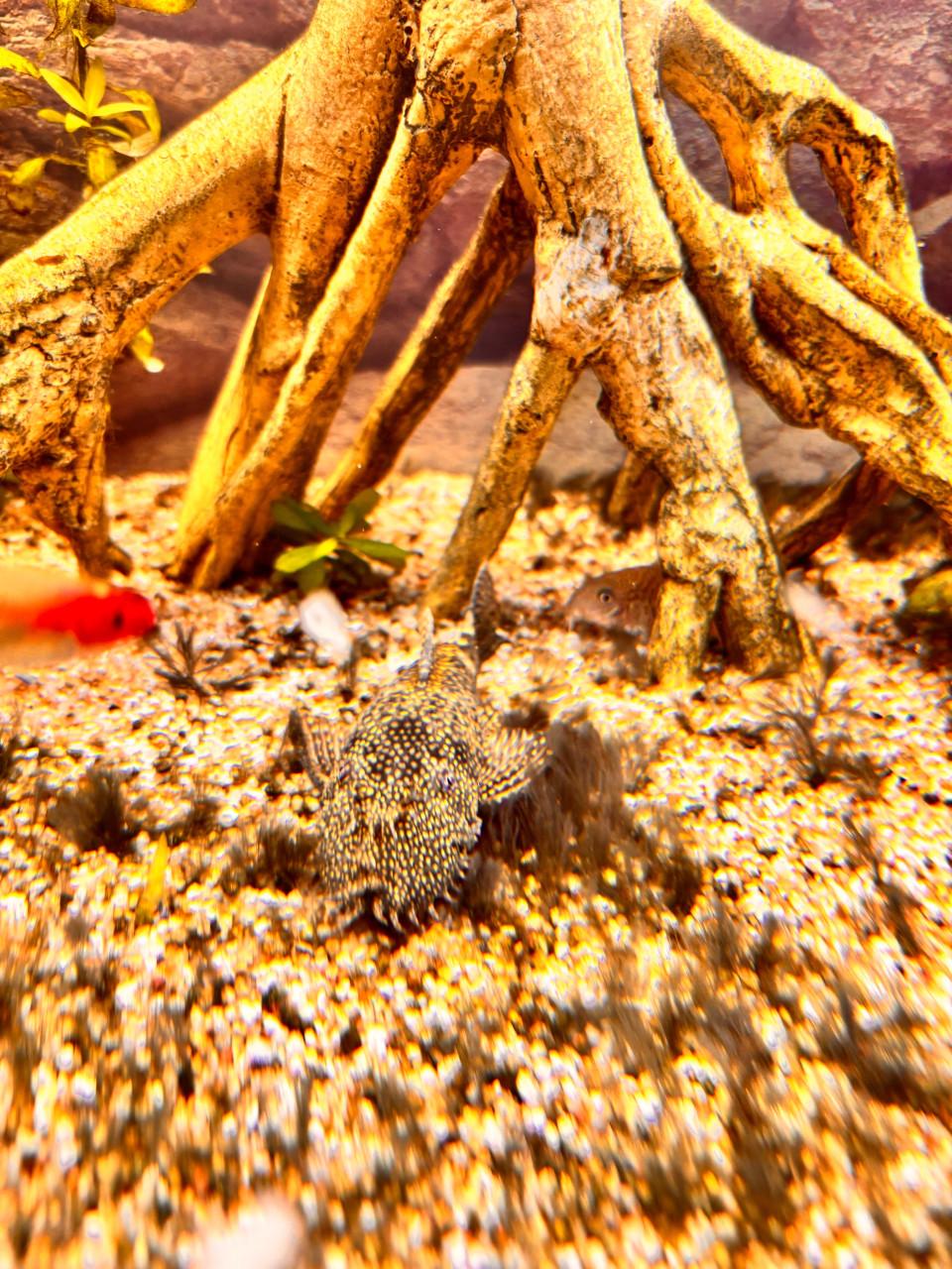 2x Borstelneusmeerval (Ancistrus)