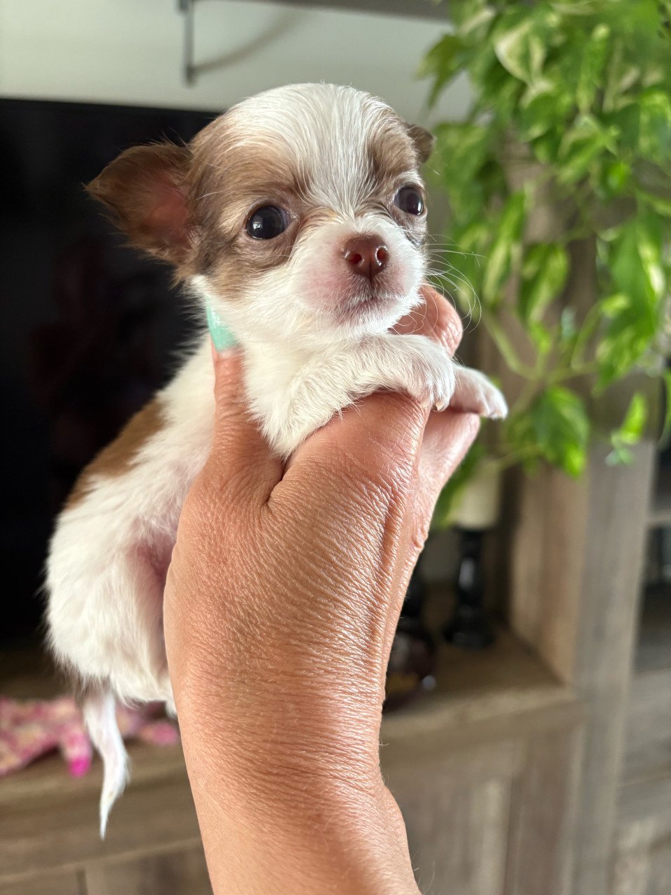 Chihuahua puppies