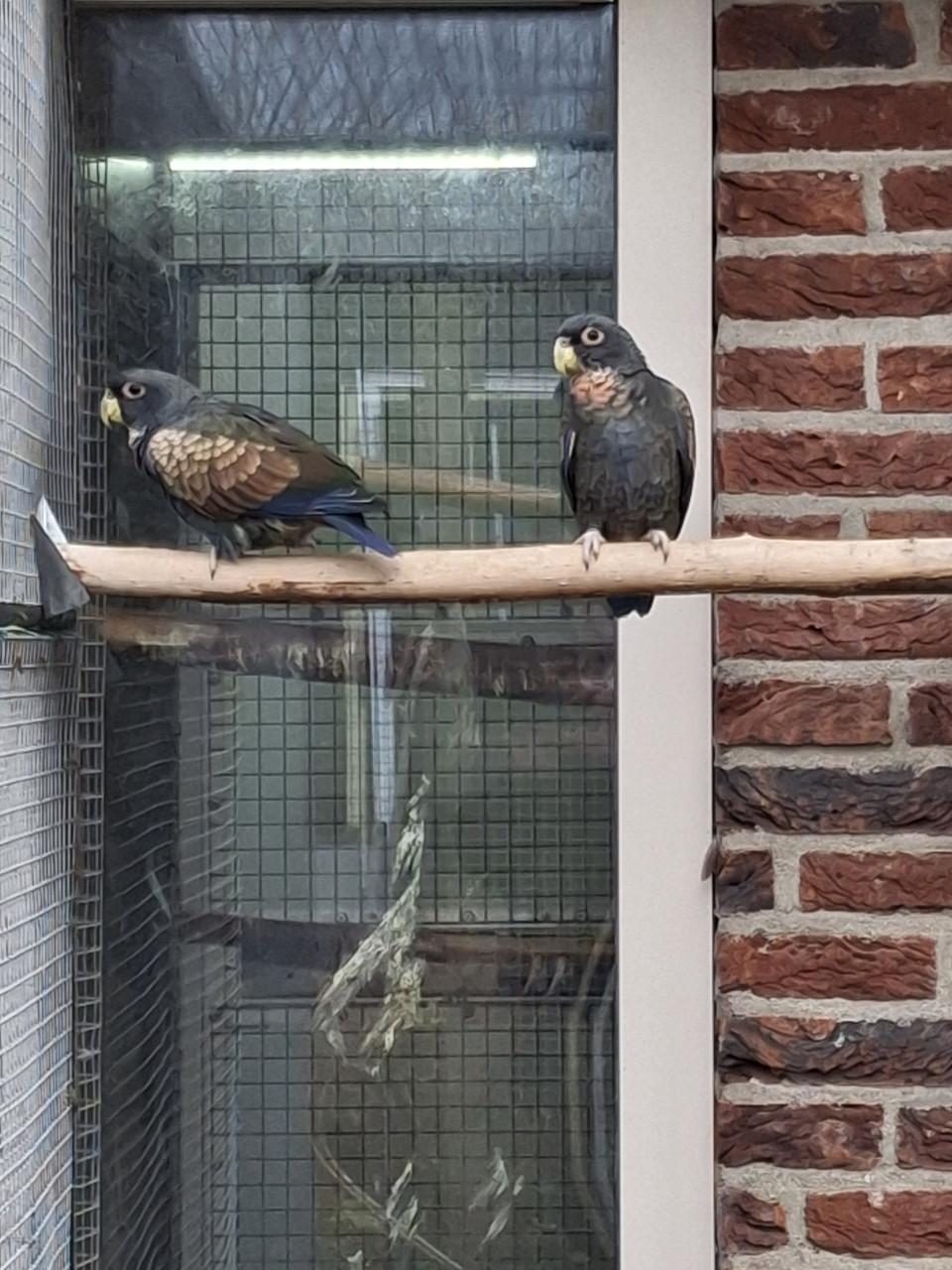Bronsvleugel pionus