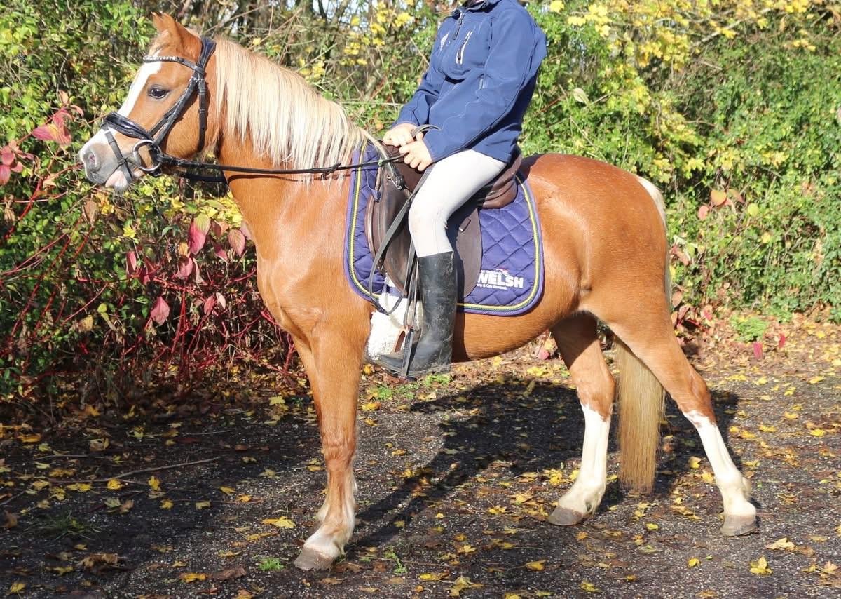 Kinderpony Welsh mountain