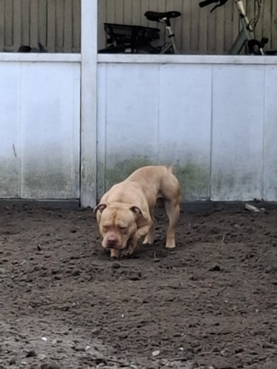 Micro american bully