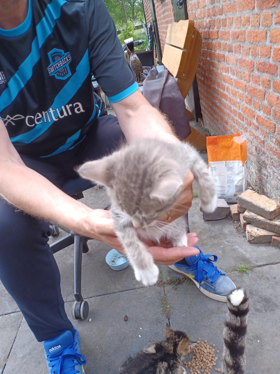 Kittens