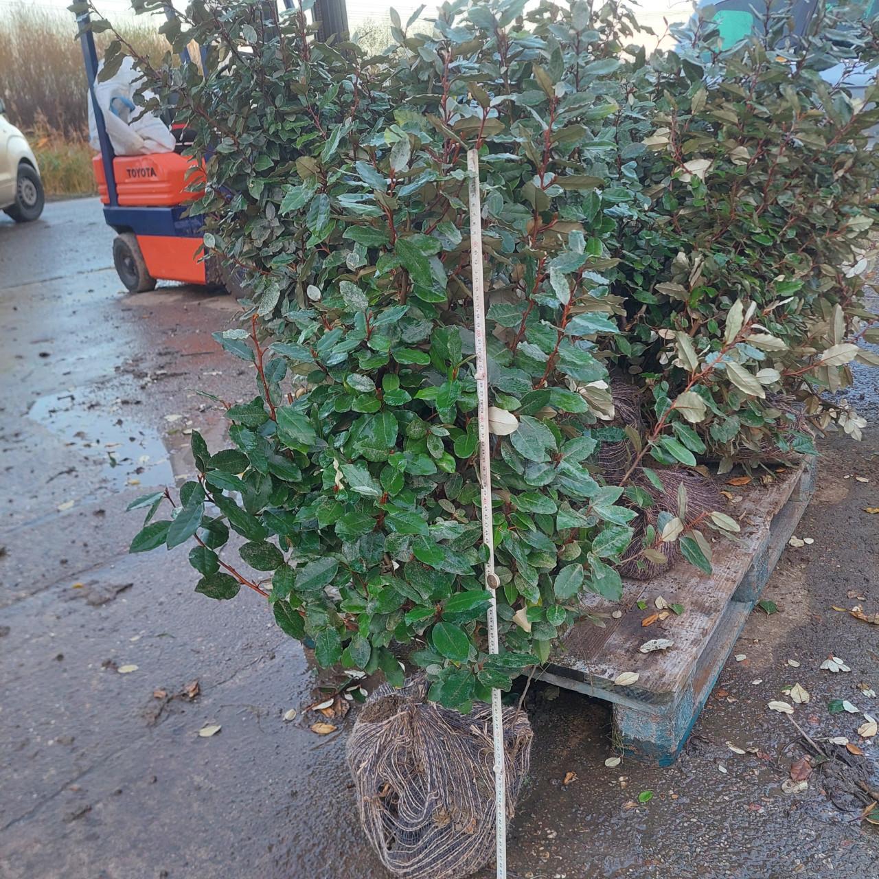 Olijfwilg/ eleagnus ebbingei compacta