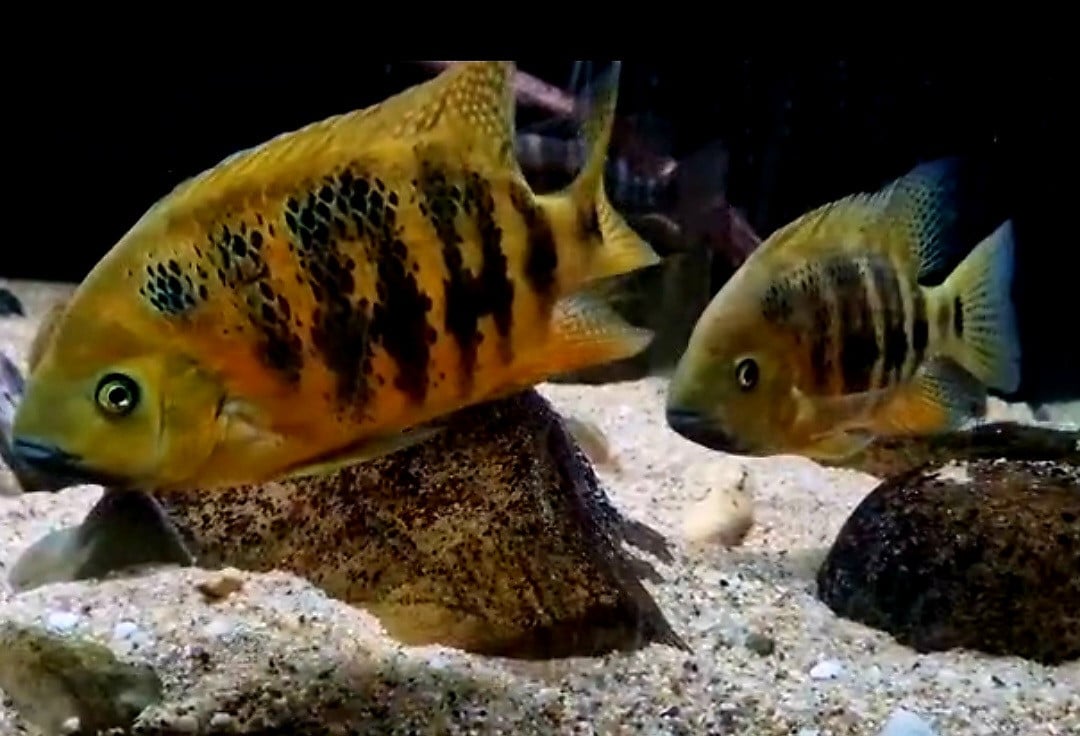 Schitterend trio Bocourti cichliden