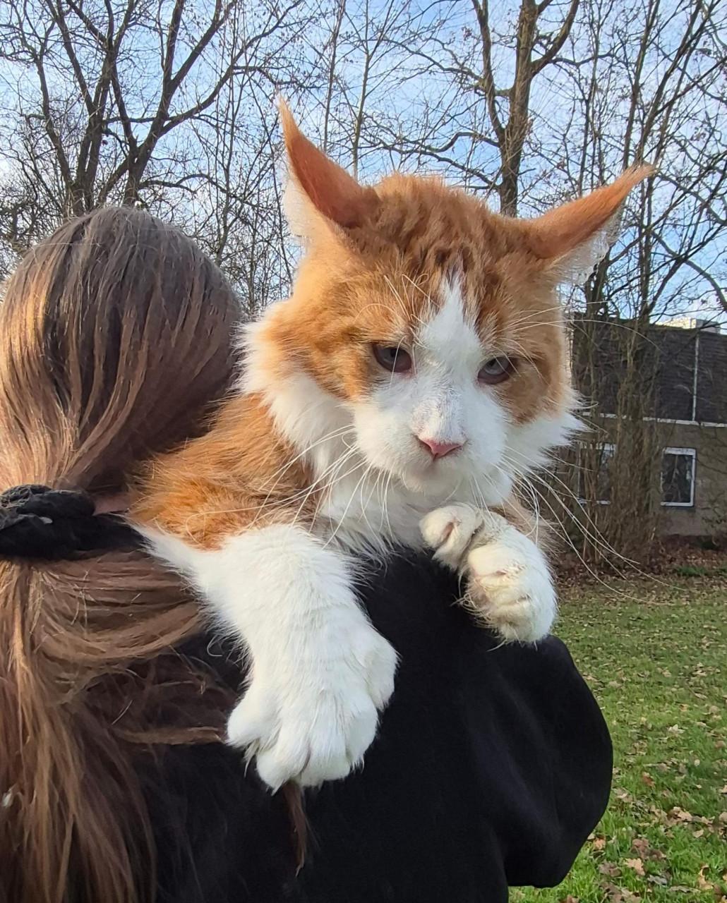 Maine coon dekkater, blauw oog, polydactyl(ntk)