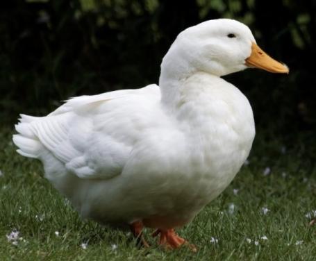 GEVRAAGD: Broedeieren van pekingeend