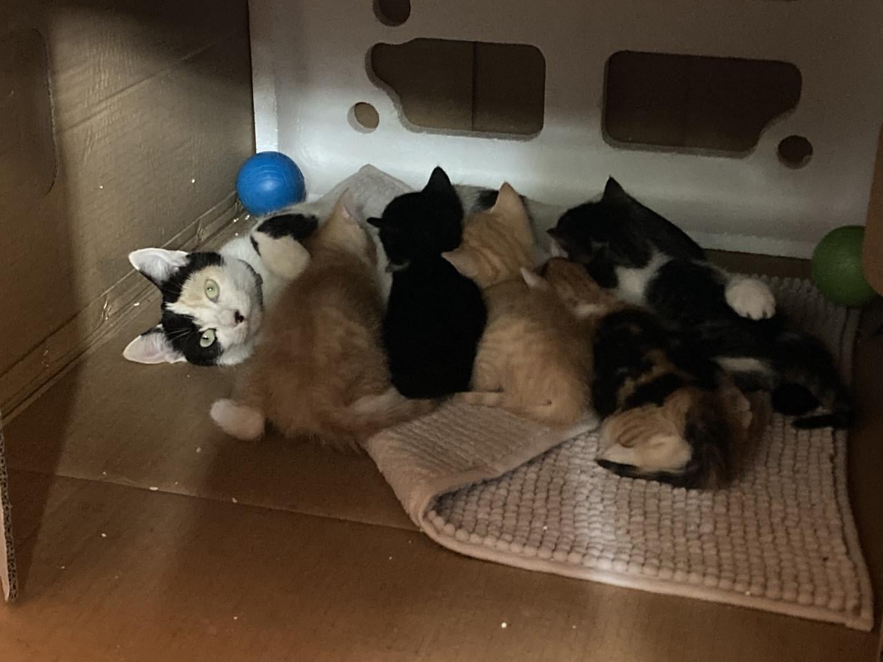 Kittens