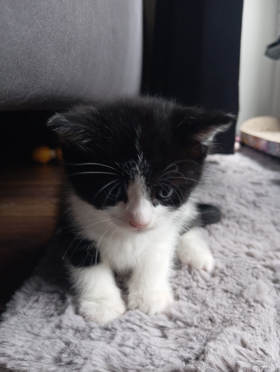 Kittens