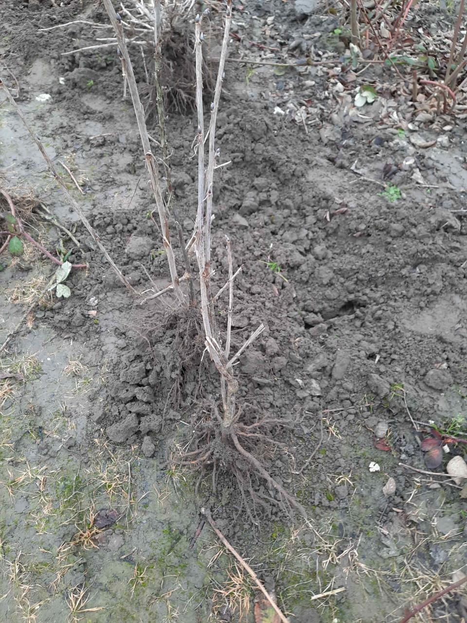 Bramenstekken, bessenstekken, druivenstekken