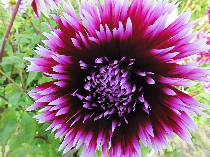 Dahlia's nog in vele soorten en kleuren, prijzen vanaf