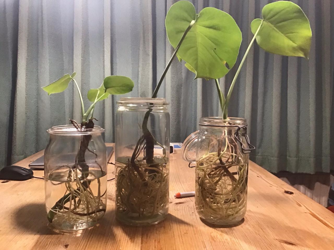 Gaten plant / Monstera