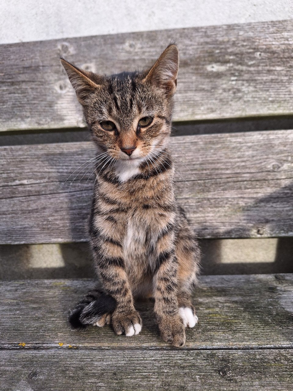 Kitten(kater)