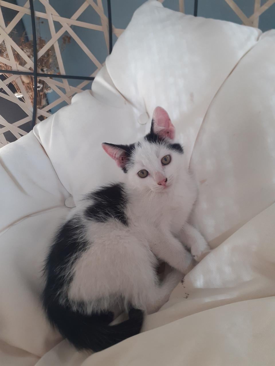 Kittens