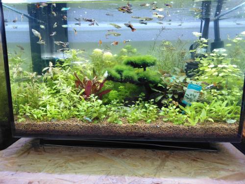Aquariumplanten + mooie guppen