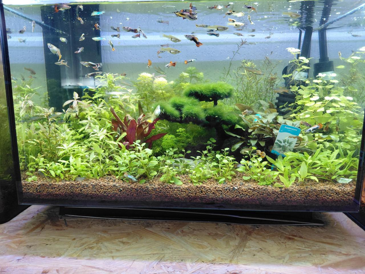 Aquariumplanten + mooie guppen