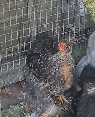 Gratis Cochin haantje