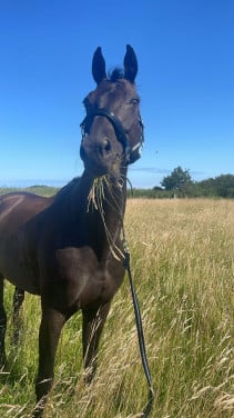 Te koop zwarte 10 jarige KWPN merrie