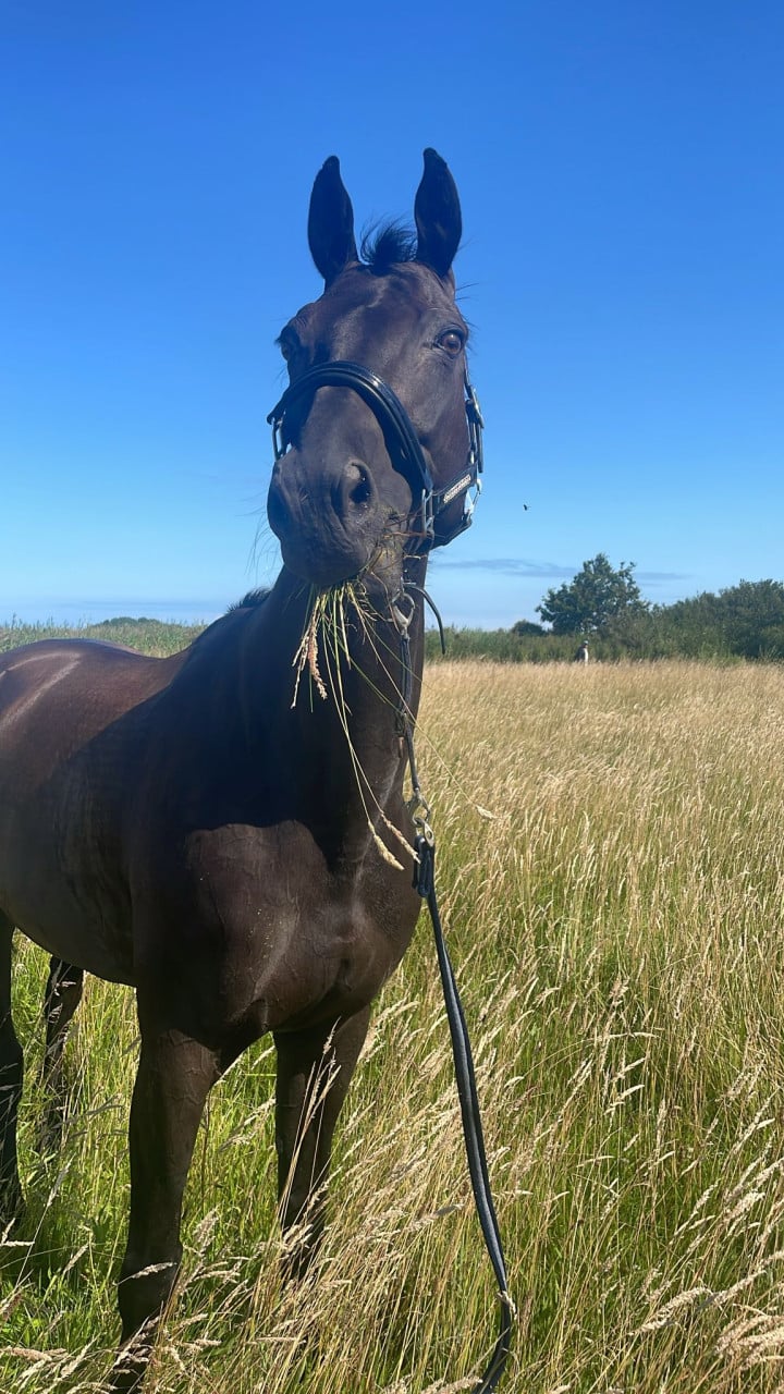 Te koop zwarte 10 jarige KWPN merrie