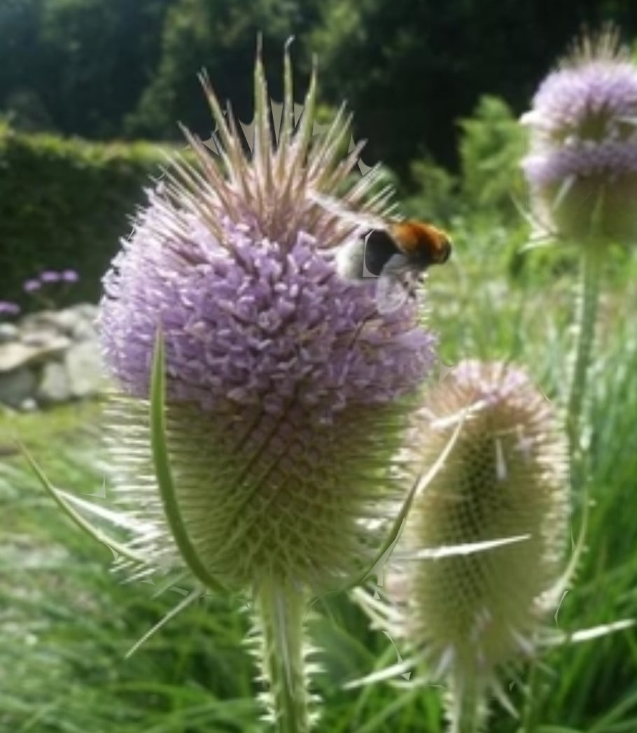 Biologische Gekweekte Zaden