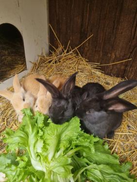 Vlaamse reus konijntjes