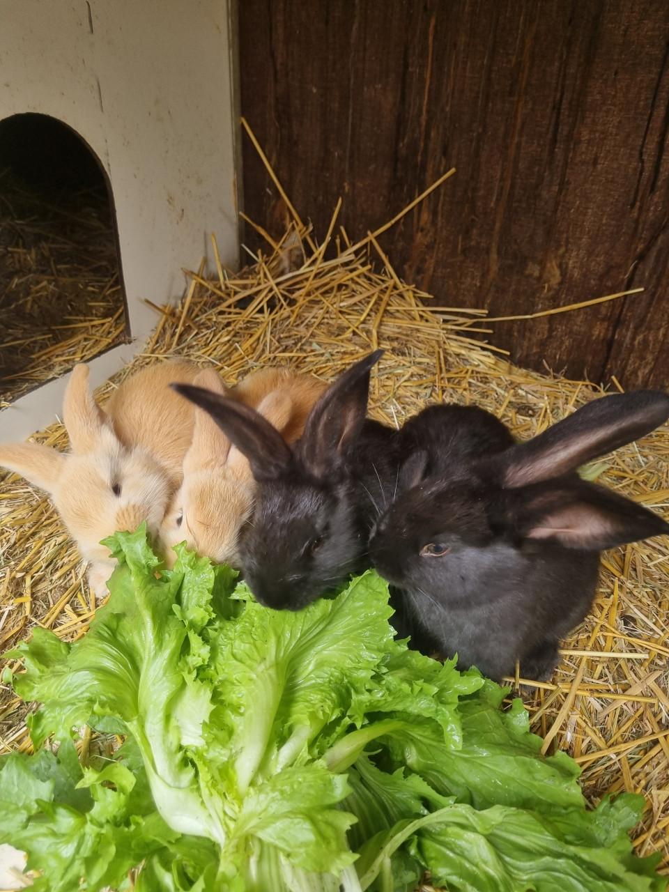 Vlaamse reus konijntjes