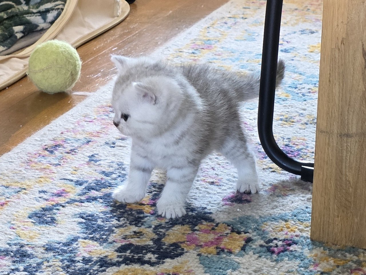 Brits korthaar silver tabby (Whiskas)