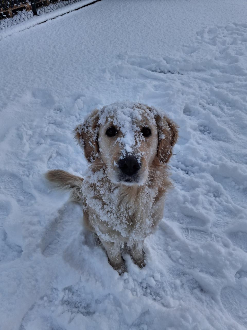 Gezocht dekreu, golden retriever