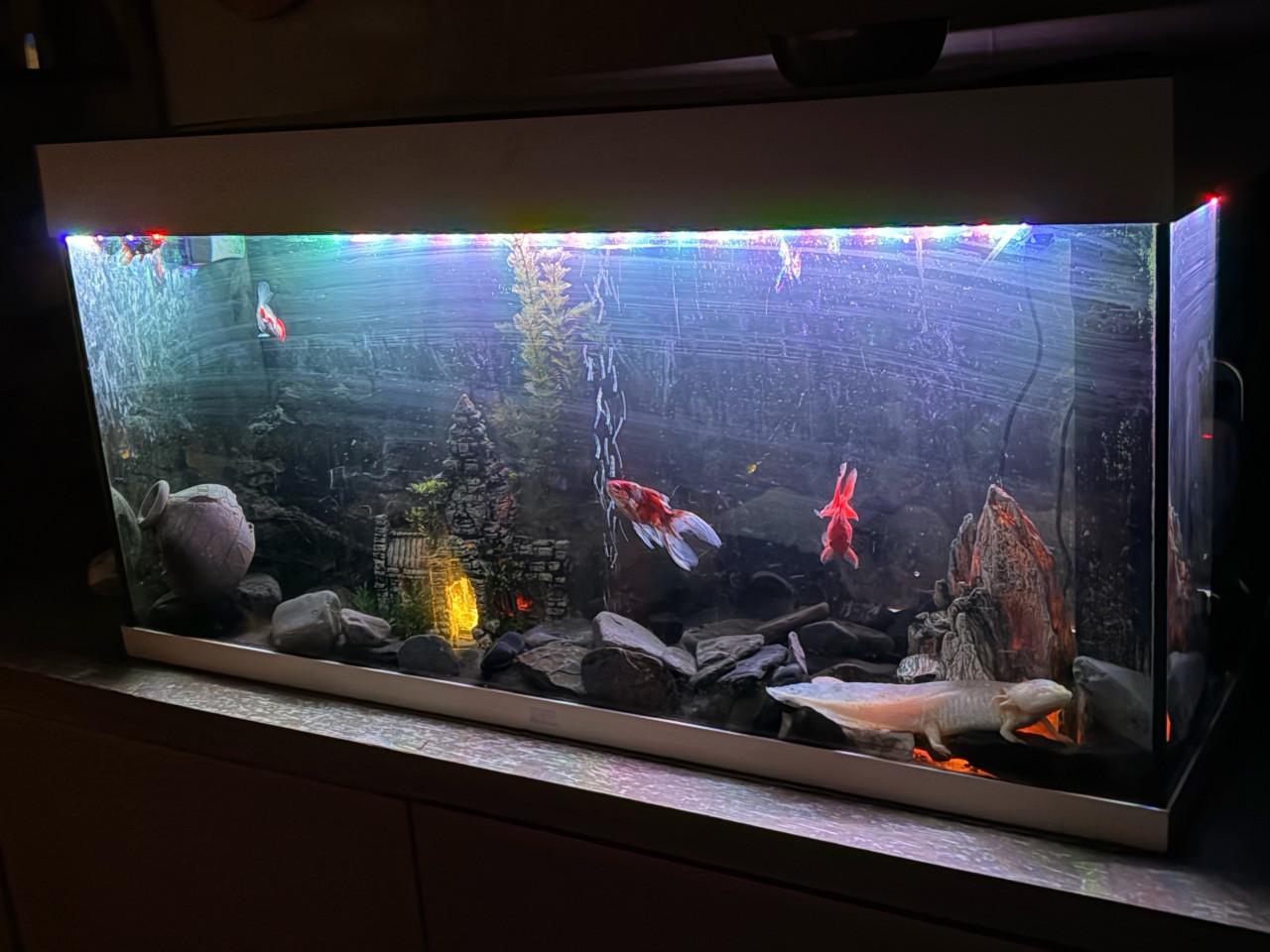 Mooi groot aquarium met vissen en axelotl