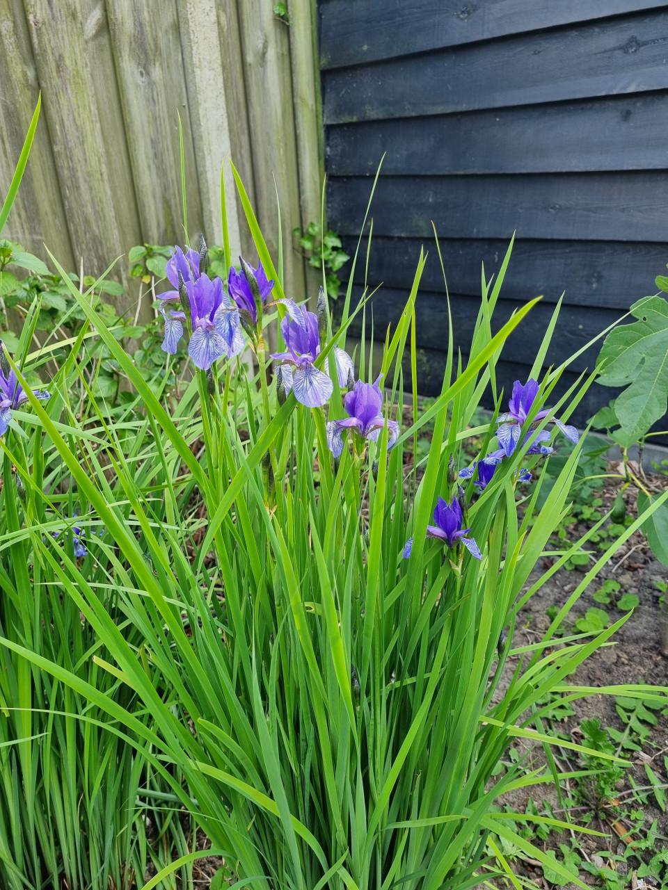 Paarse irissen (smal blad)