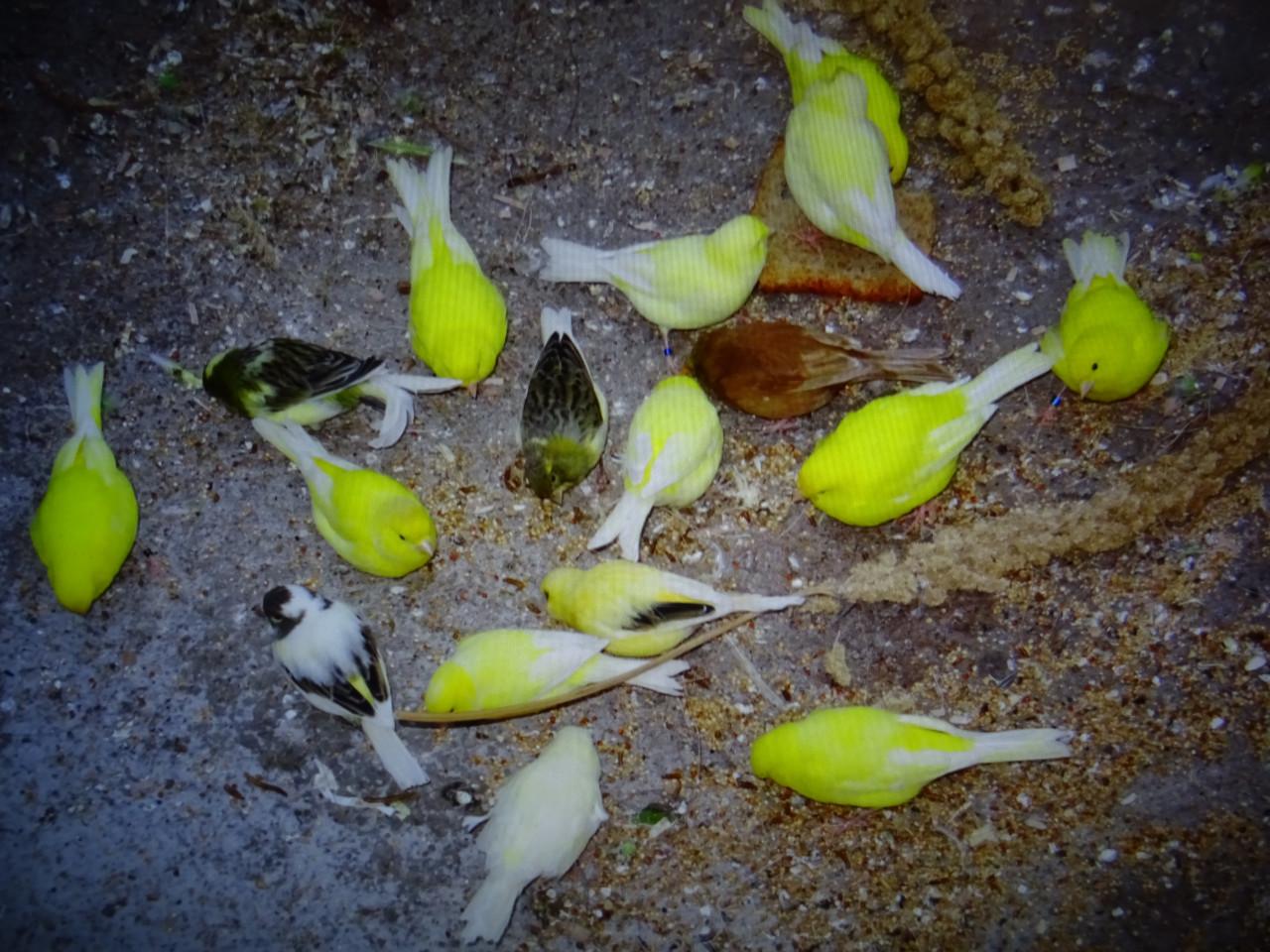 Te mooie mooie zang kanarie mannen  van vorig jaar gele en bonte en ??