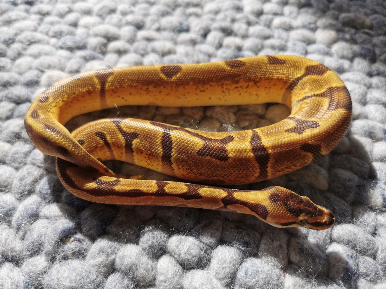 Super Enchi Koningspython