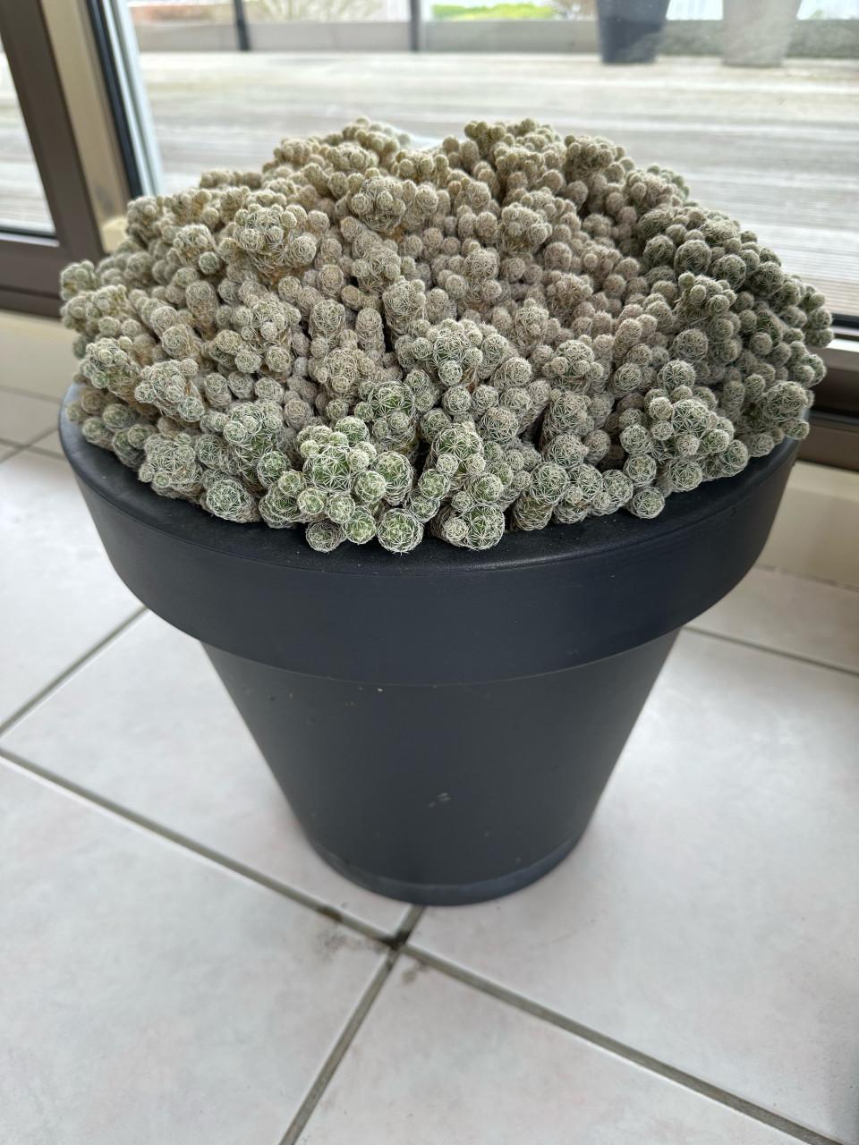 Een hele mooie cactus die 2x per jaar kleine bloemetjes geven