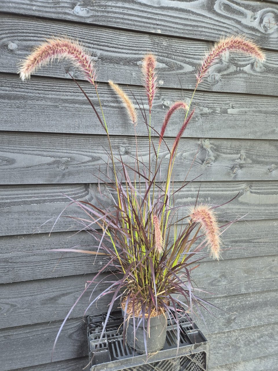 Rood lampenpoetersgras - Pennisetum Rubrum