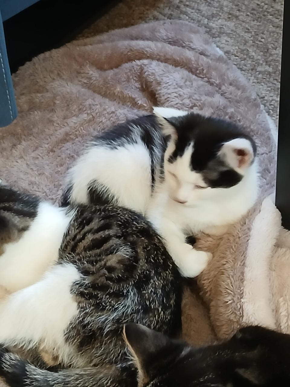 Kittens 24 april 2026