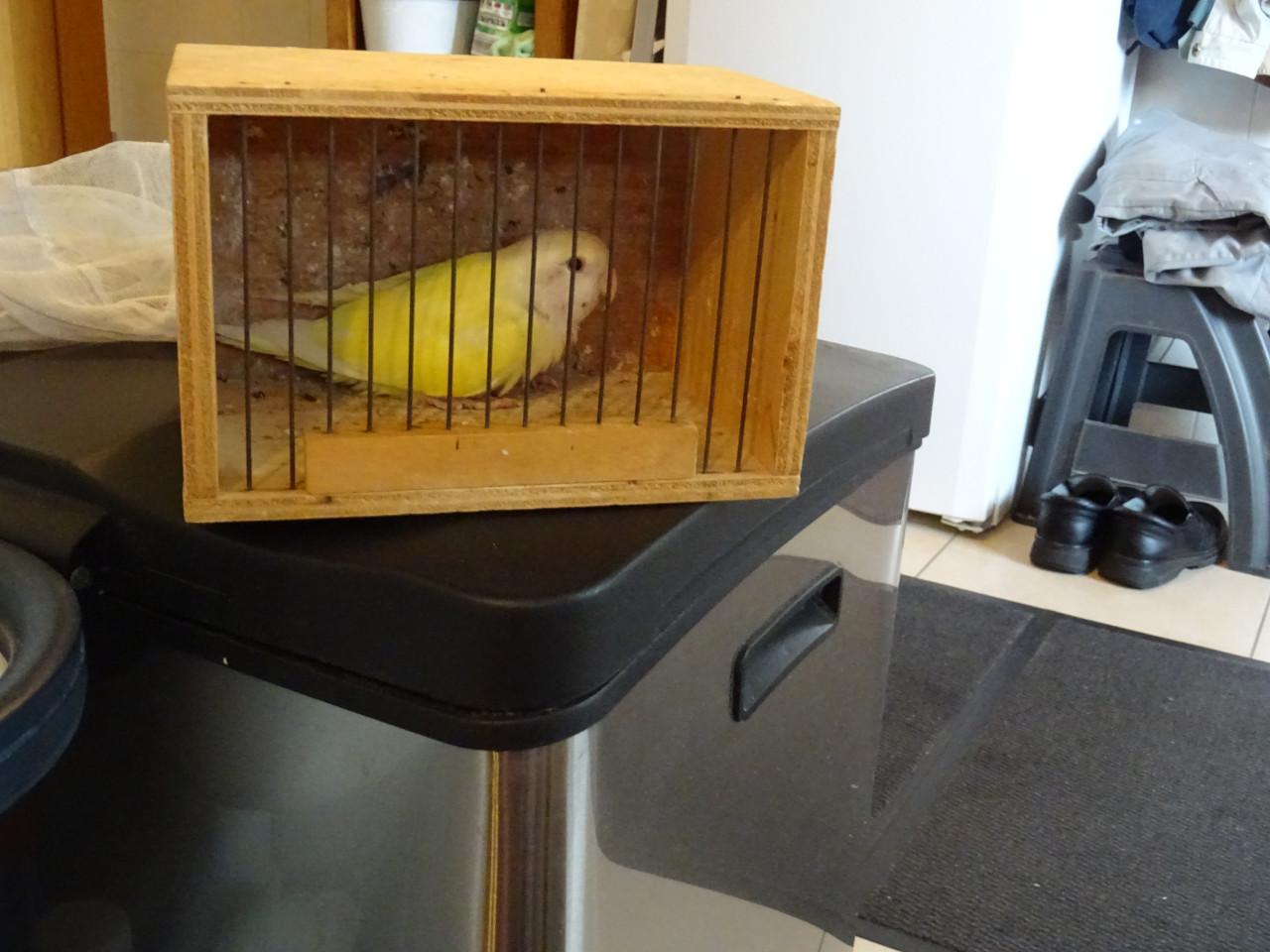 Te koop mooie VANNILE KLEUR Agapornis Broedrijpe Man wegens weg vallen Pop