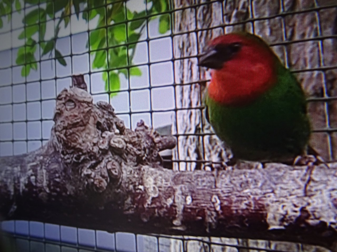 Te koop  kruising roodkop  papegaai amadine met 3 kleur amadina