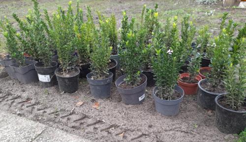 Nieuwe buxus
