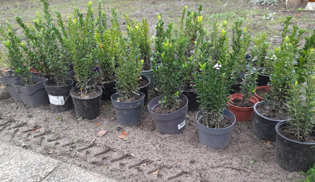 Nieuwe buxus