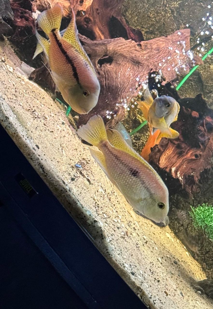 Aquariumvissen