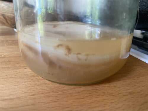 Kombucha scoby