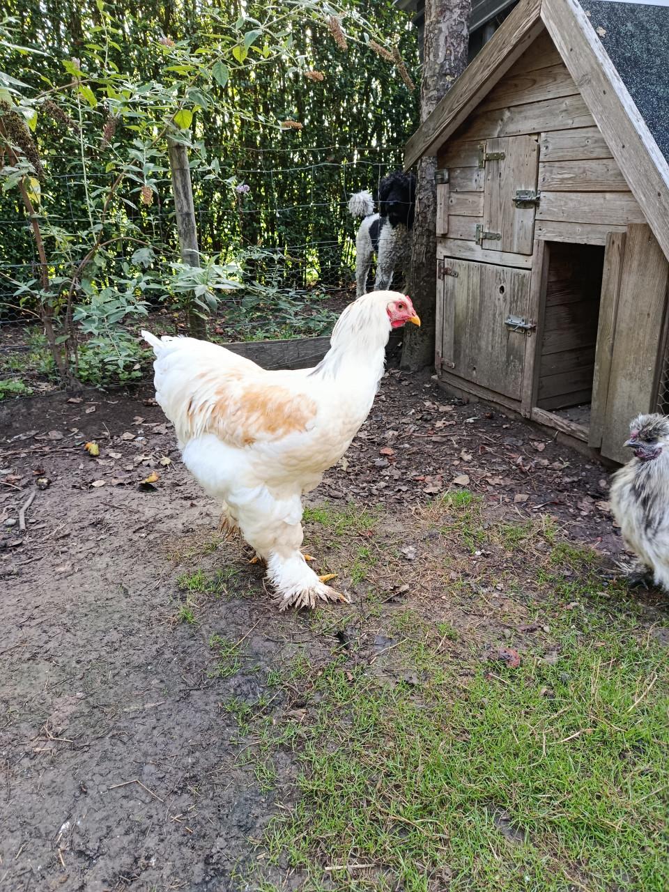 Brahma haan - Lemon Pyle - super groot