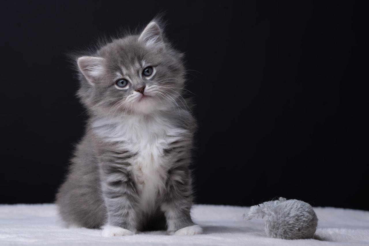 Lieve, mooie Ragdoll kittens