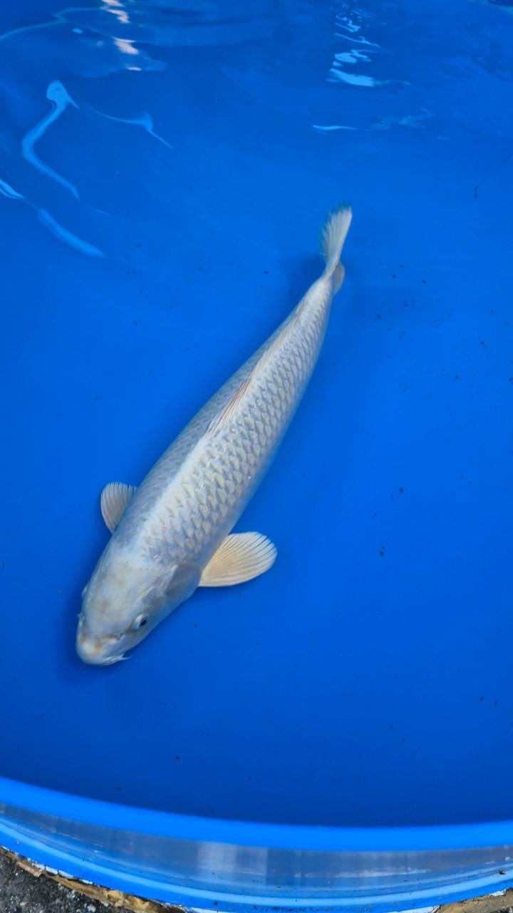 Platinum ogon mukashi ogon female sakazume 55-57 cm