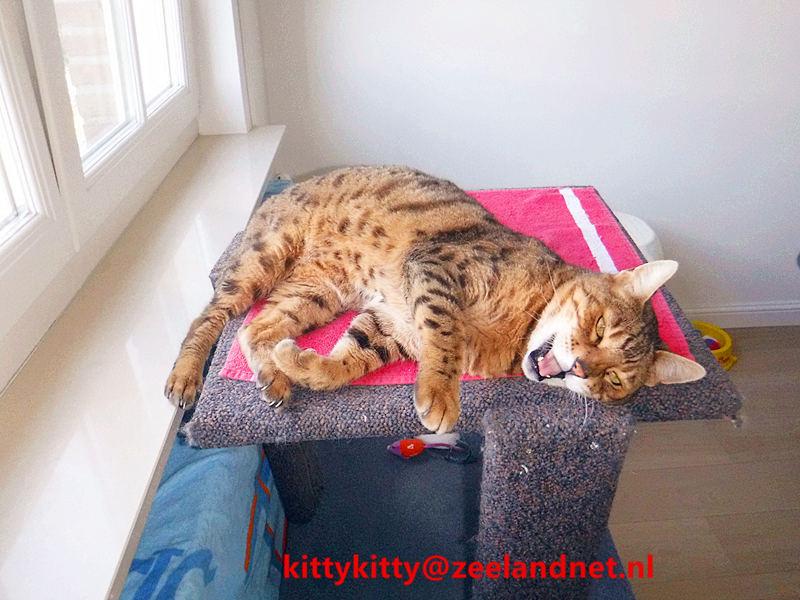 Kattenhotel Kitty Kitty, in Axel