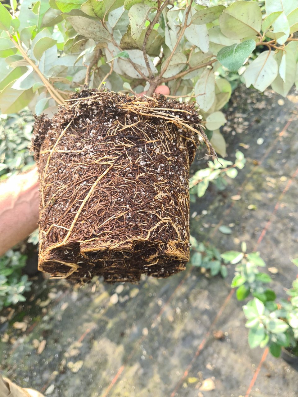 Olijfwilg haagplanten potgekweekt 40-60 cm