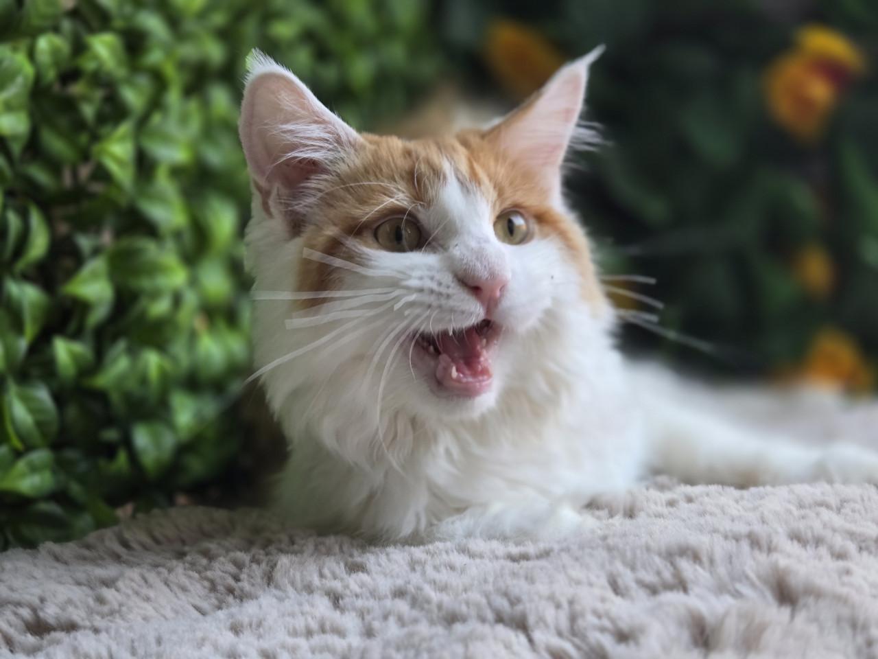 Prachtig maine coon katertje met stamboom