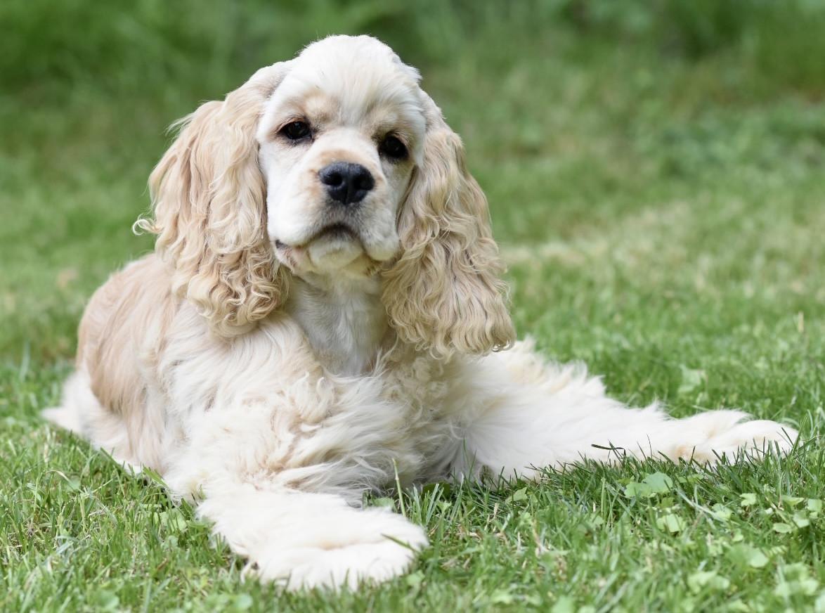 Amerikaanse Cockerspaniël puppen