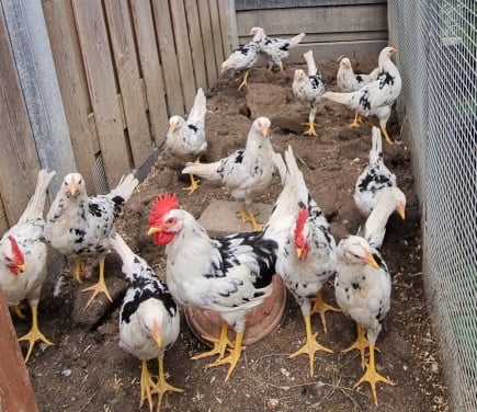 Bonte leghorn hennen 3 + 1 gratis (krompie)